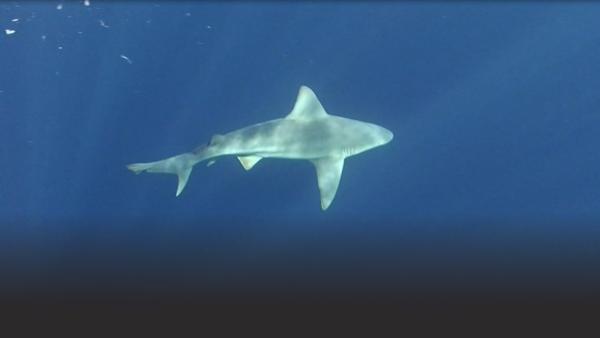 Sandbar Shark