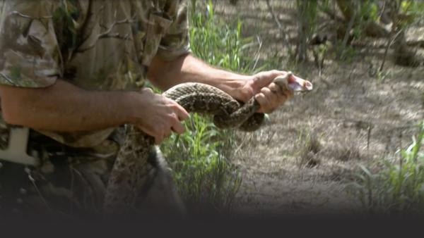 Western Rattlesnake.