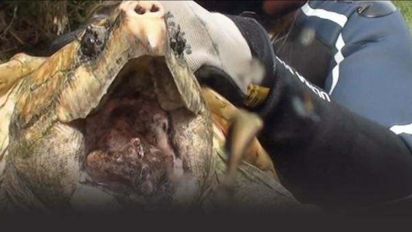 A turtle with it's mouth open.
