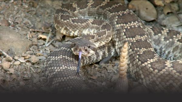 A rattlesnake.