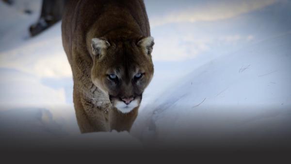 A mountain lion walking through snow