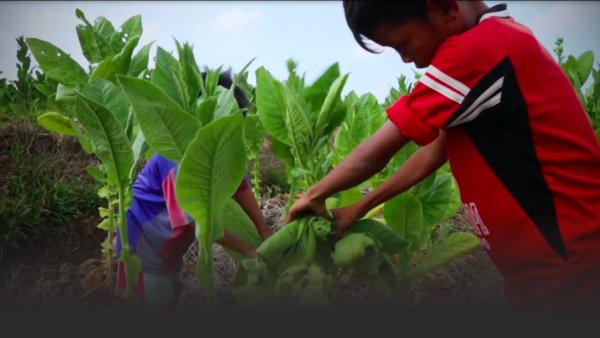 Child working with tobacco plant