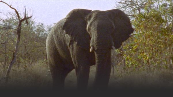 Large elephant on the plain