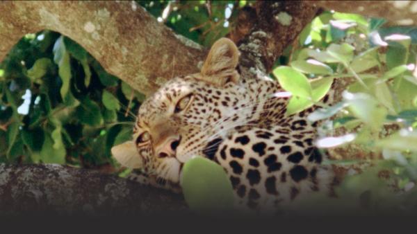 Leopard in a tree