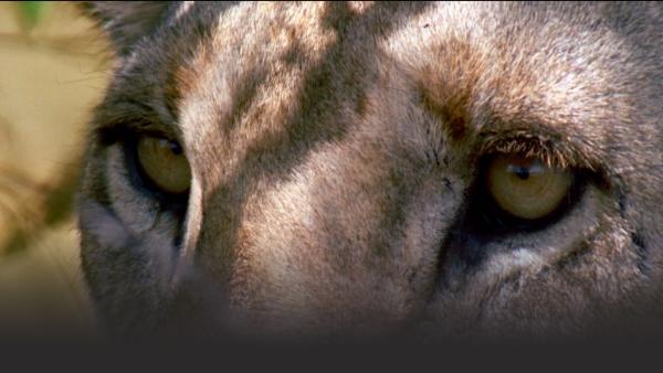 Close up lion face