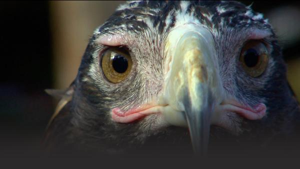 Eagle face close up