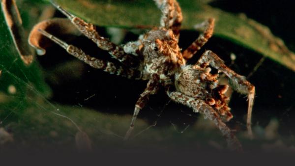 Spider crawls on a leaf