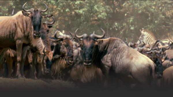 Herd of wildebeest