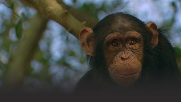 A chimpanzee sits in a tree