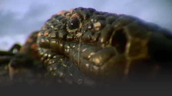 Gila monster close up