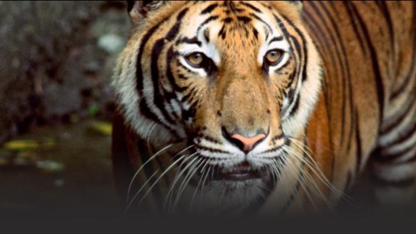 Close up of tiger