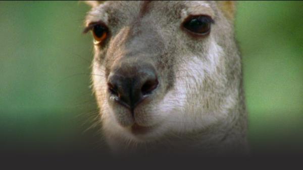 Kangaroo's face